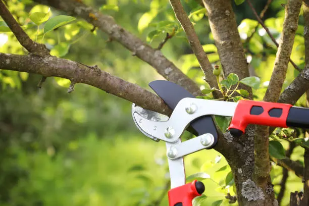 Benefits Of Pruning Trees in Norfolk, VA Benefits Of Pruning Trees in Norfolk, VA