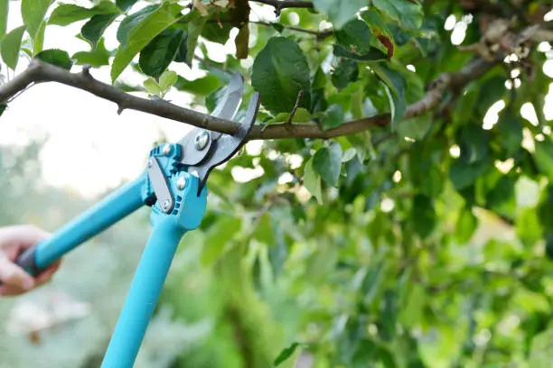 Benefits Of Pruning Trees in Norfolk, VA Benefits Of Pruning Trees in Norfolk, VA