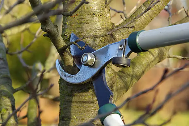 What Is Tree Pruning in Norfolk, VA What Is Tree Pruning in Norfolk, VA