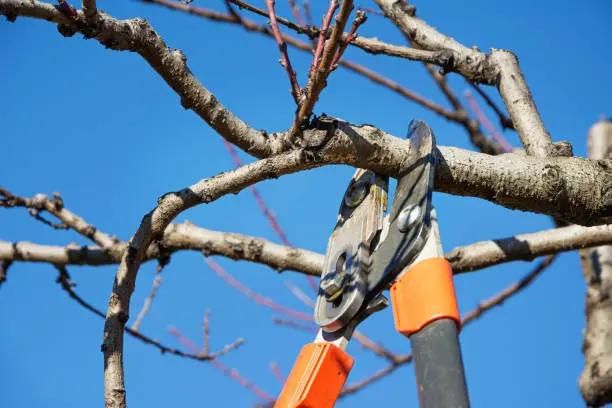 What Is Tree Pruning in Norfolk, VA What Is Tree Pruning in Norfolk, VA